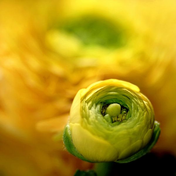 Ranunkel 2 von Marlies Prieckaerts