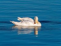 Un cygne dans la lumière du soir