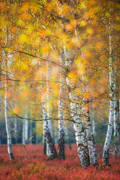 Birch grove in autumn by Daniela Beyer
