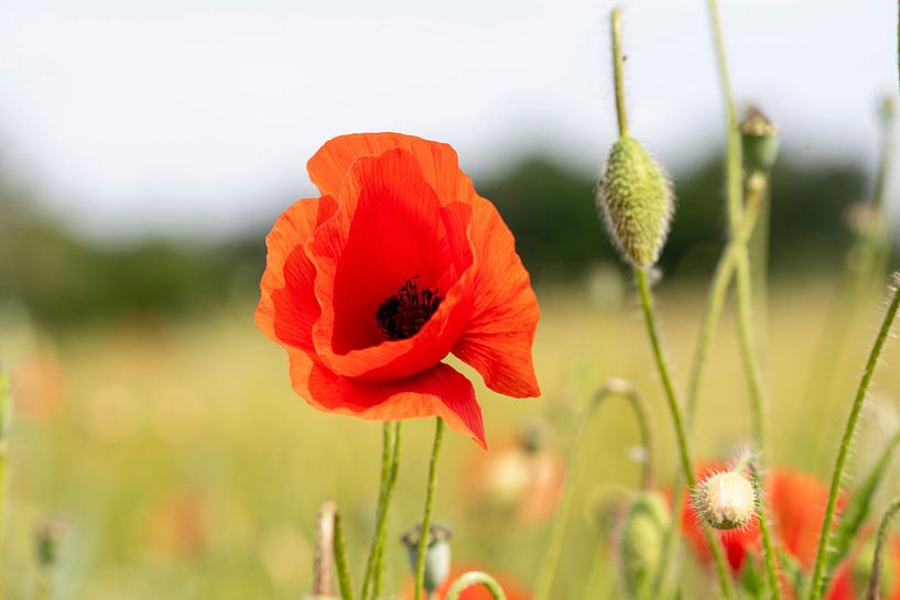 Poppy par Fotografie Arthur van Leeuwen