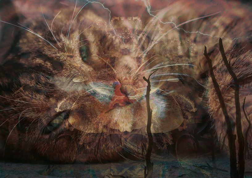 Let me sleep by Andreas Schulte