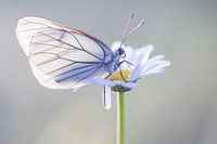 Groot geaderd witje in Viroinval