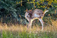 Hirschjunges im Abendlicht