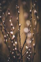 Die schiere Schönheit von Weidenkatzen