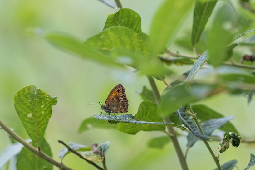 Oranje zandoogje tussen de bladeren by Fokko Erhart