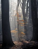 Light in the Silence - Enchanted Forest Moment