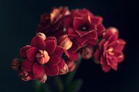 Kalanchoe flower