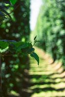 Sprungfeld, Poperinge