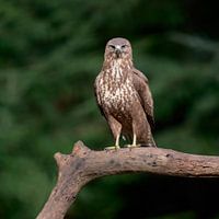 Buzzard on branch