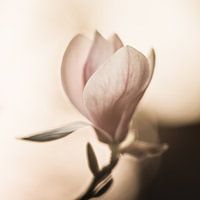 Die Leichtigkeit der Magnolie