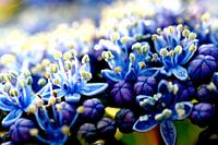 Das Auslegen der Blumen