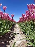 Perspective rose avec personnalité