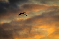 Löffler gegen Abendhimmel