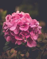 Verblassende Farben der Hortensie