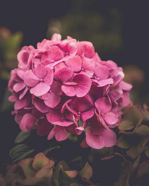 Verblassende Farben der Hortensie von Pensierino by Barbara