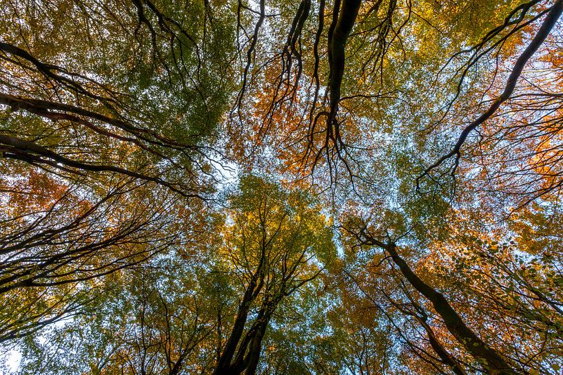 Baumspitzen abstrakt von Albert Mendelewski
