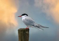 Flussseeschwalbe in Pastellfarben