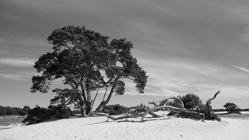 Dérive de sable dans le parc national Hoge Veluwe par Jan Jongejan