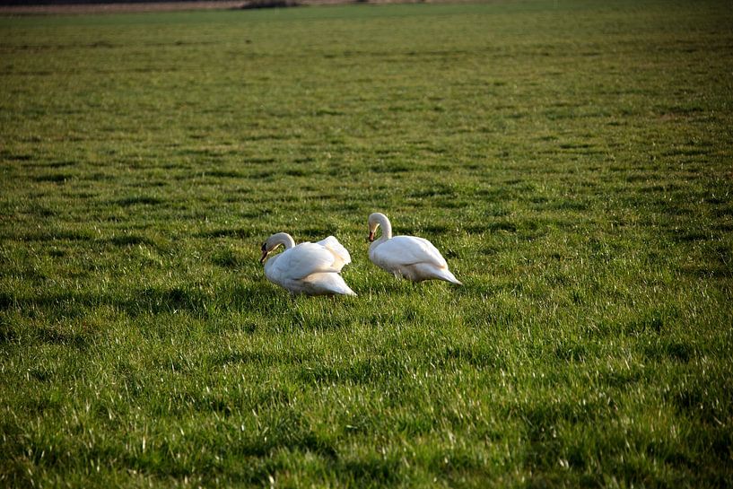 Twee zwanen op een weiland in Emsland van Bianca Meyering Fotos - BMF