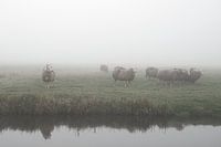 Sheep in the fog in the meadow (Netherlands)