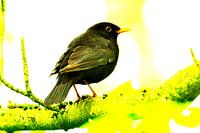 Merle sur une branche