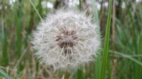 dandelion