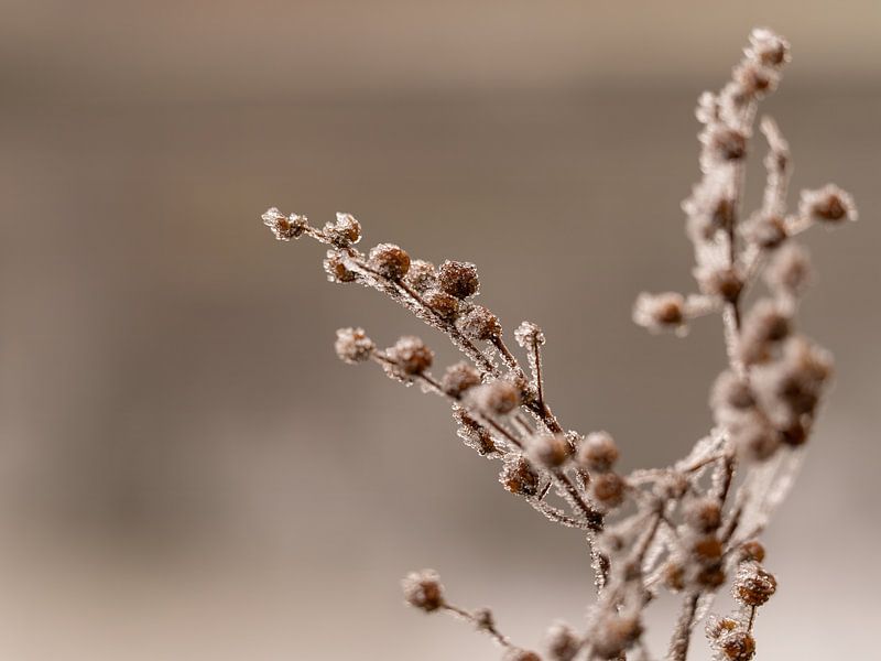 nature is ripe by MvdP fotografie