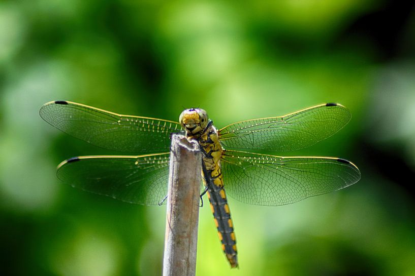 Dragonfly  takes a sunbath by FotoGraaGHanneke