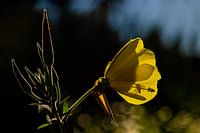 Die Silhouette der Biene in der Nachtkerze