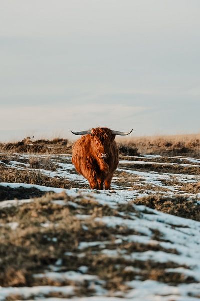 schottischer Highlander von Jietske Donders