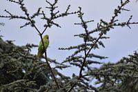 Grüner Wildsittich in einem Kiefernbaum