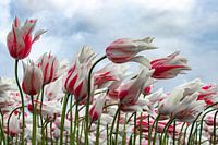 Tulipes dans le vent