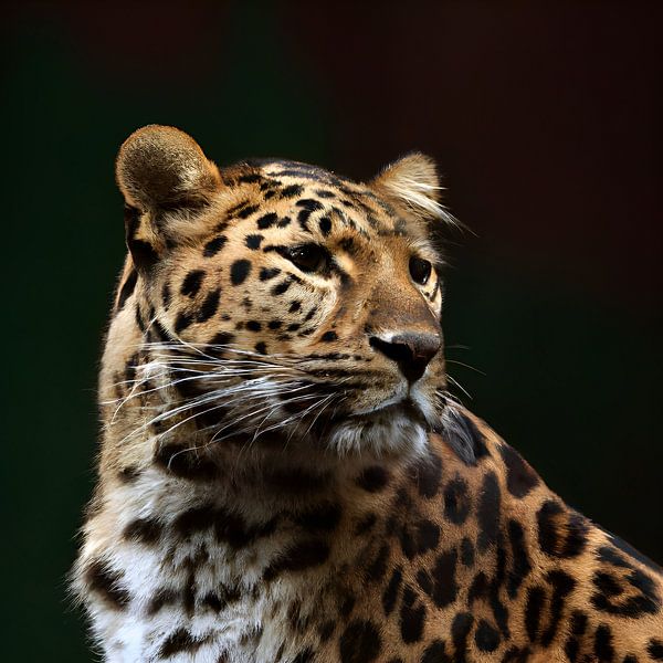 panther by Jacco Hinke