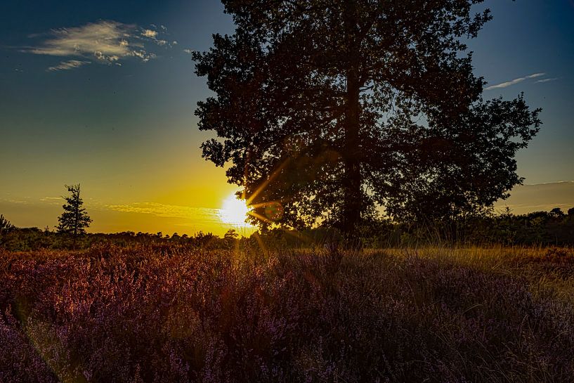 Heather field with sunset, Drenthe by Gert Hilbink
