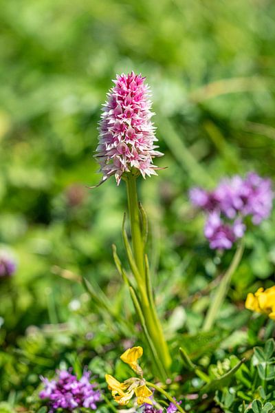 Orchidee auf einer Blumenwiese von Coen Weesjes