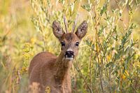 Der junge Rehbock schaut dich neugierig an