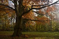 Rotbuche mit Herbstfarben im Land van Ooit.