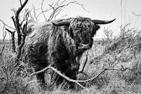 Highlander écossais dans une réserve naturelle