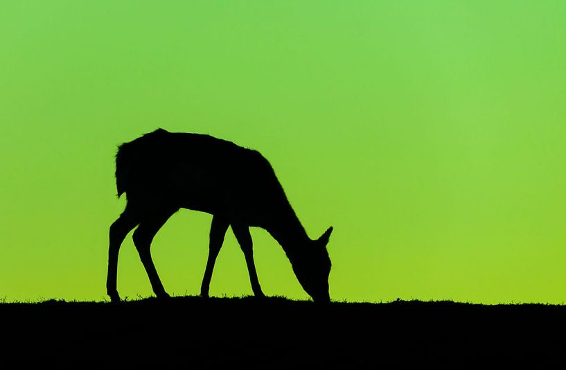 Green and Black by Martijn van Dellen