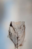 Structure des feuilles