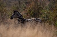 Zebra in Kruger Park