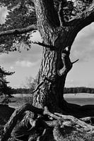 A tribe in black and white