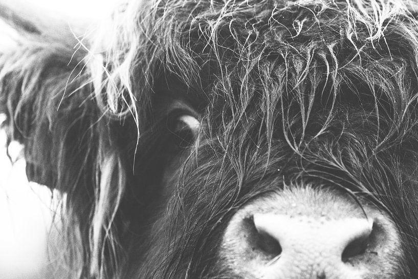 Schottischer Hochlandbewohner von Anne Zwagers