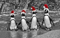 vier waggelende pinguïnen met de caps van de Kerstman
