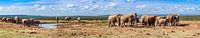 Panorama of elephant herd in Addo Elephant National Park