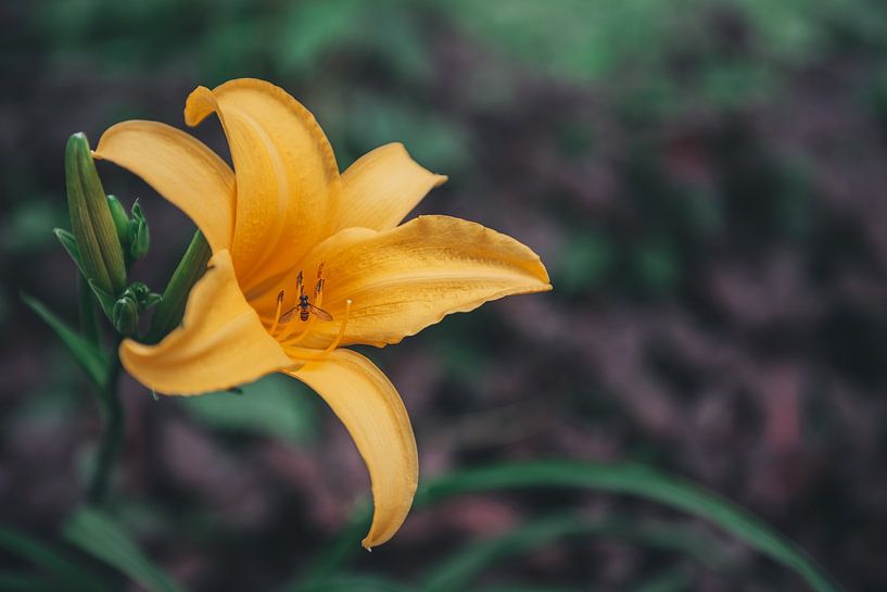 Wild colourful yellow flower in Bali, Indonesia by Troy Wegman