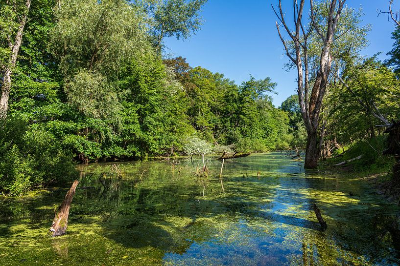 Kennemerduinen von Rick Folkerts