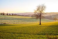 Arbre dans l'après-midi sous un beau soleil d'hiver dans le sud du Limbourg