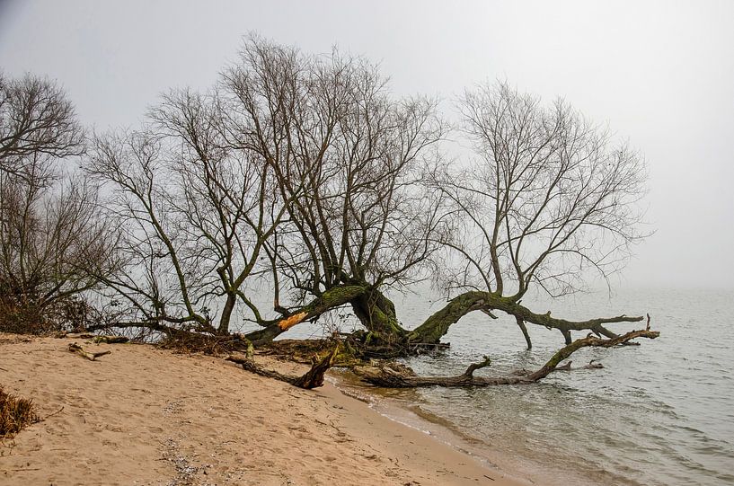 Plage brumeuse par Frans Blok - des photos, de l'art et des autres décorations murales