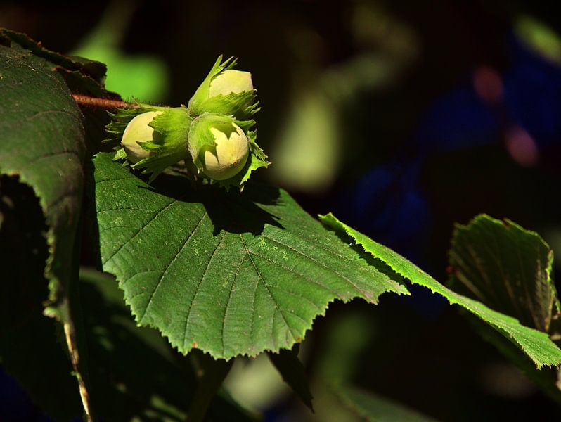 noisettes non mûres par Edgar Schermaul